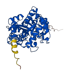 DPEP1 3D structure