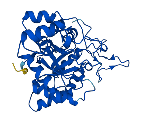 AKR1C4 3D structure