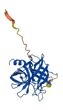 CTRB1 3D structure