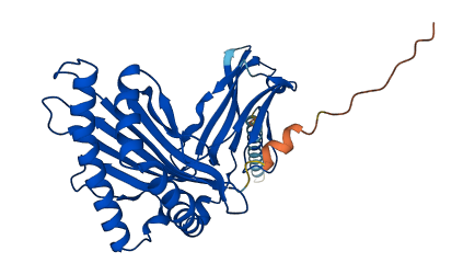 HLA-G 3D structure