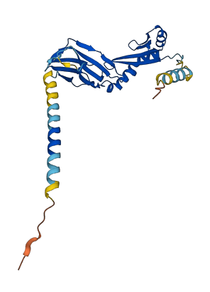 RT1-Db1 3D structure