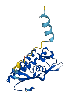 RPL17 3D structure