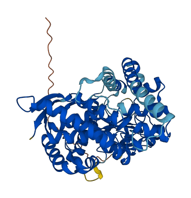 CYP11B2 3D structure