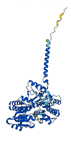 UGT1A6 3D structure