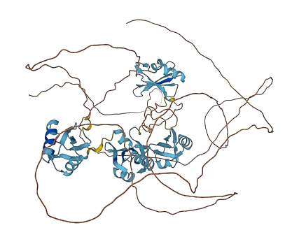 NCL 3D structure