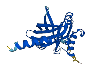ORM2 3D structure