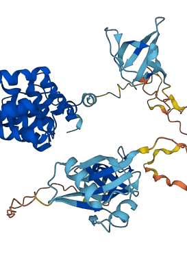 NCF2 3D structure