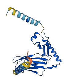HLA-DPA1 3D structure