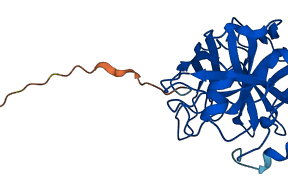 KLK2 3D structure