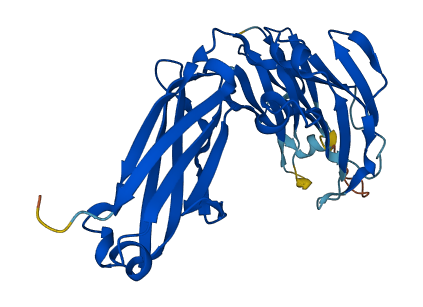 Igg-2a 3D structure