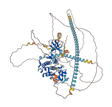 CDK11B 3D structure