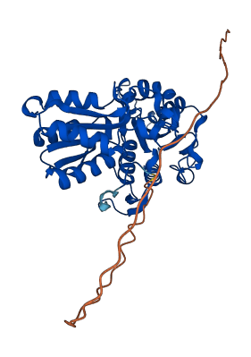 BCKDHB 3D structure