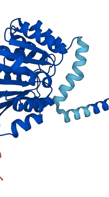 COMT 3D structure