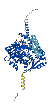 UGT1A4 3D structure