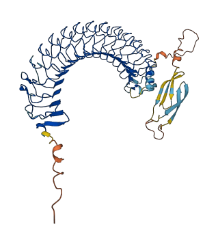 CPN2 3D structure