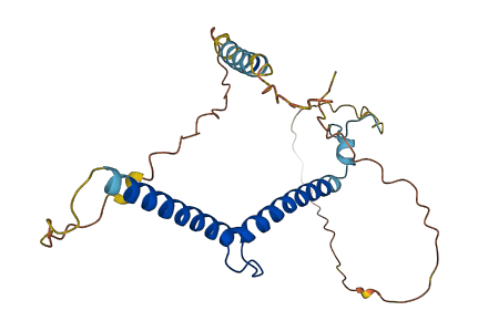 MYF6 3D structure