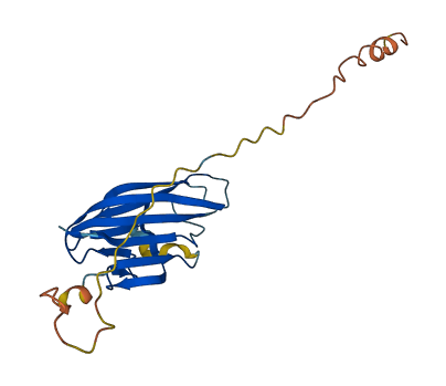 CBLN1 3D structure