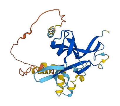 BDNF 3D structure