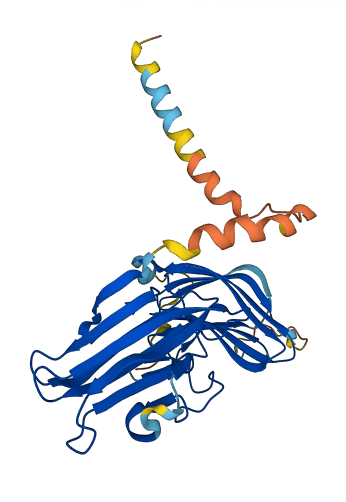 CRHBP 3D structure