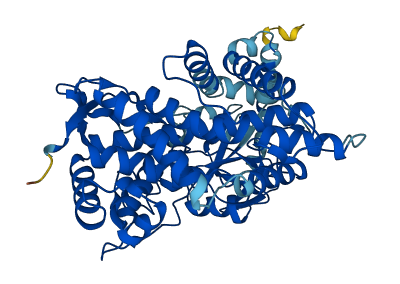Cyp2d10 3D structure