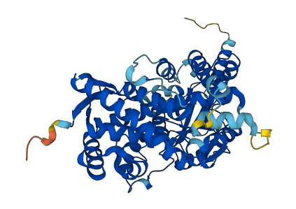 CYP3A7 3D structure