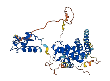 NR2F2 3D structure