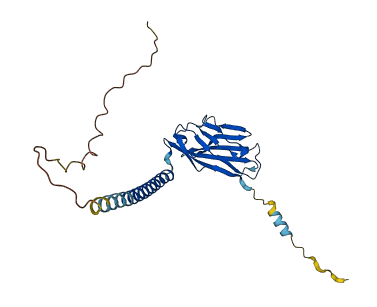 MPZ 3D structure