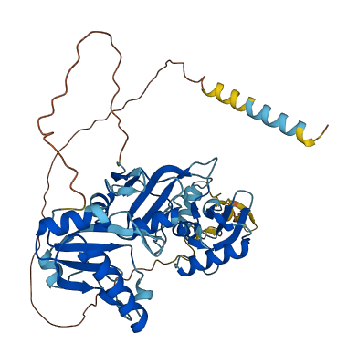 U2AF2 3D structure