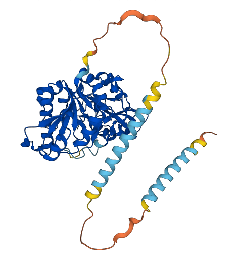MGAT1 3D structure