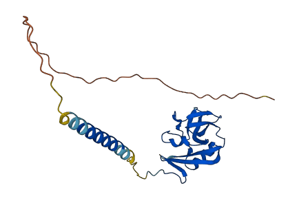 KLRK1 3D structure