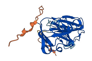 CRYBB3 3D structure