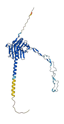 CALR 3D structure
