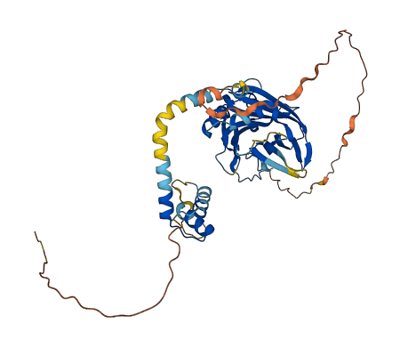 TEAD1 3D structure