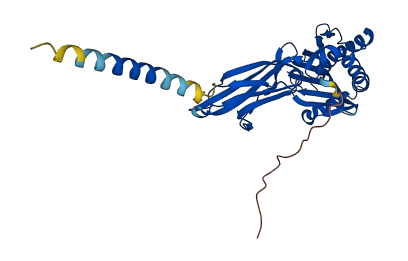 CD1B 3D structure
