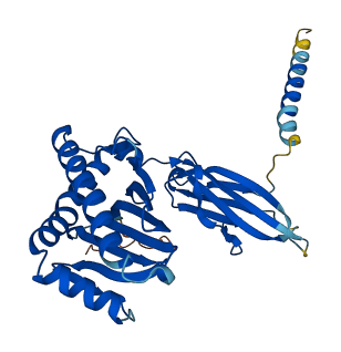 CD1C 3D structure
