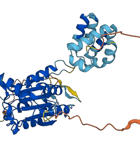 CASP1 3D structure