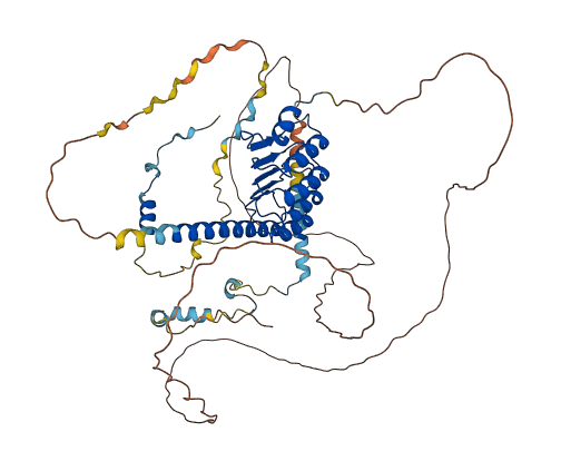 LMOD1 3D structure