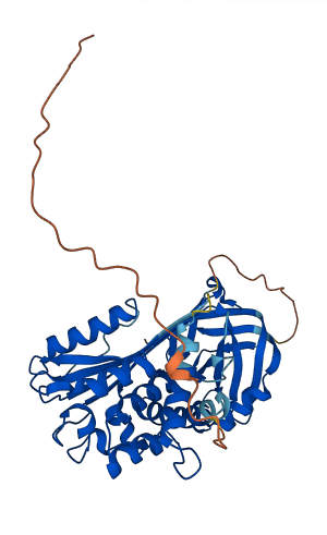 Serpina3c 3D structure