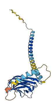 CD40LG 3D structure