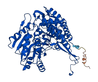 ALDH4A1 3D structure