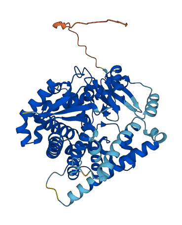Cyp11b3 3D structure