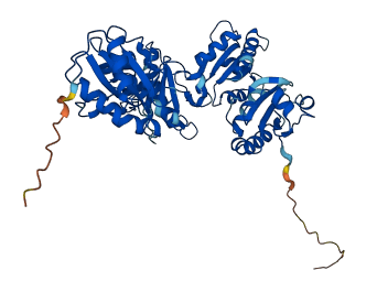 PDIA3 3D structure