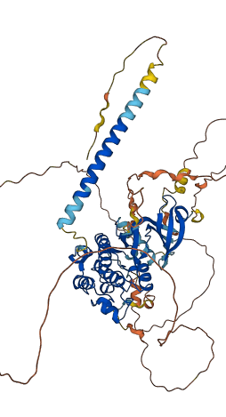 WEE1 3D structure