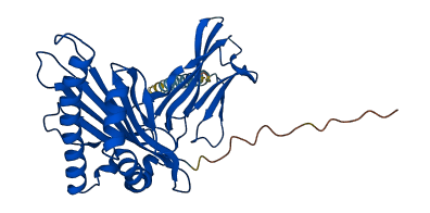 HLA-F 3D structure