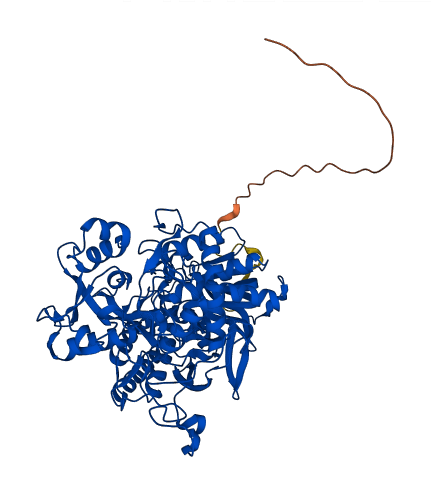 SDHA 3D structure