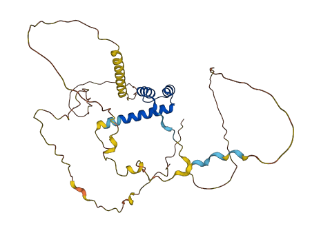 HOXD11 3D structure