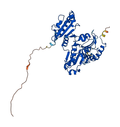 CASQ1 3D structure