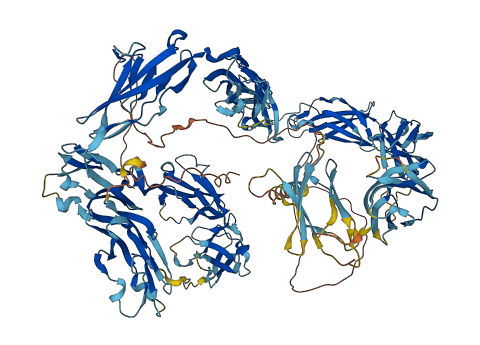 L1CAM 3D structure