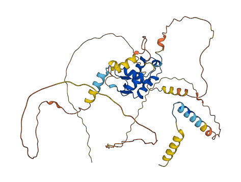 FOXN2 3D structure