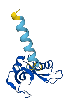 RNASE4 3D structure